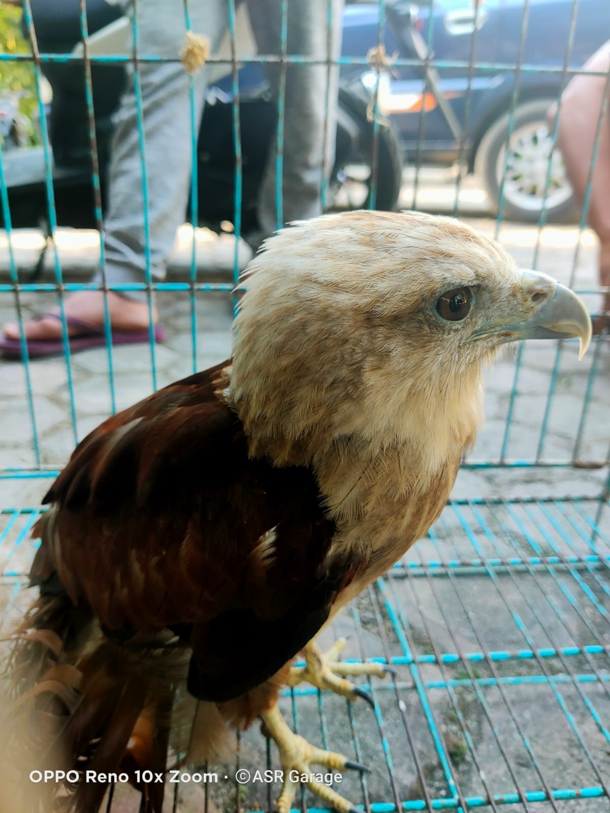 Hendak Dikonsumsi, Elang Bondol Diselamatkan Brema
